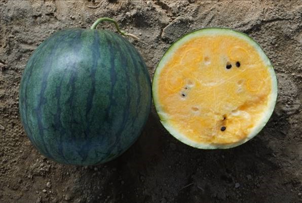 Watermelon: SF-7444